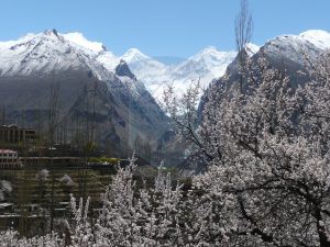 Diran Peak Hunza Valley Blossom  ( Last valley before base camp)