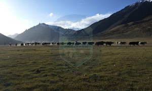 Shimshal pasture land