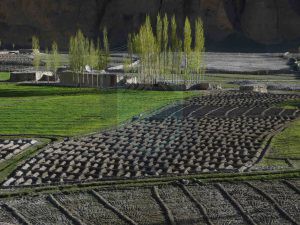 Potatoes fields in Chupurson Valley Gojal 